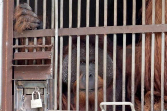 Jono in his cage