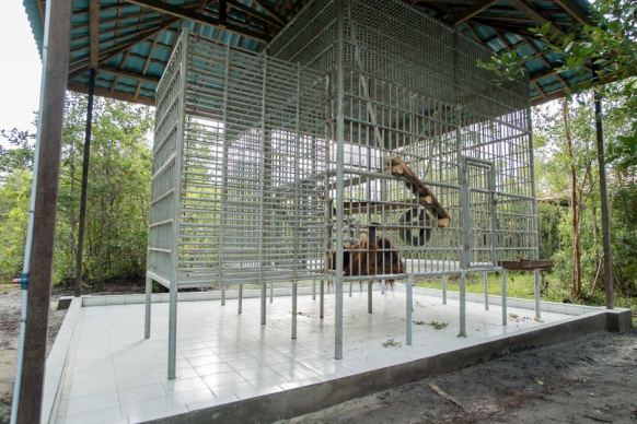 Jono's new temporary cage at the Orangutan Foundation International