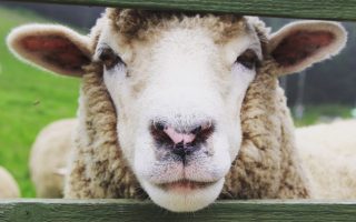 sheep