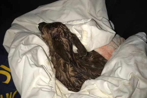 policeman performs c-section to deliver baby deer