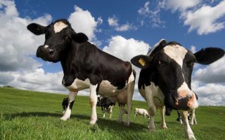 vegan save planet