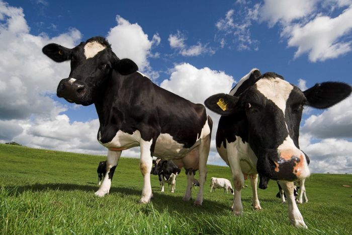 vegan save planet
