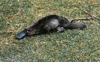 Platypus diabetes