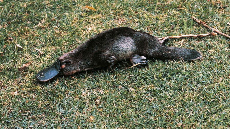 Platypus diabetes
