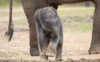 baby elephant