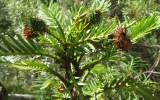 wollemi pine dinosaur plant