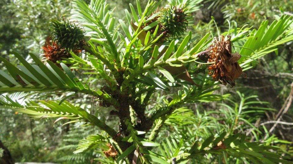 wollemi pine dinosaur plant