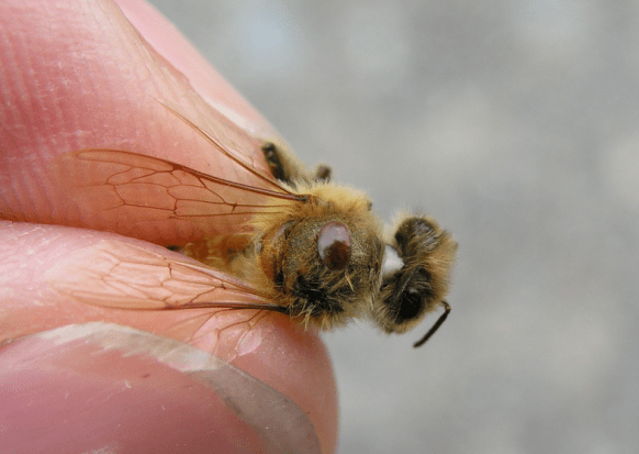 Bee