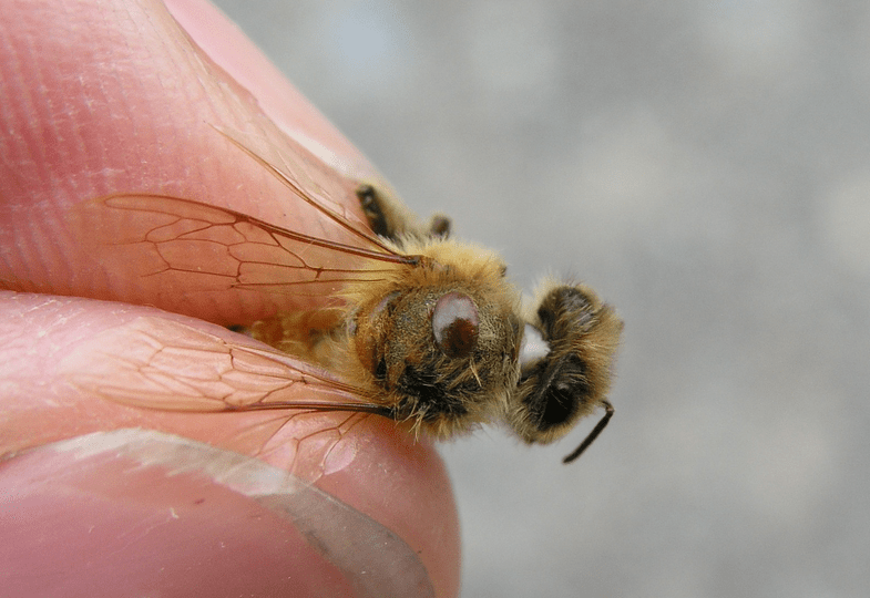 Bee