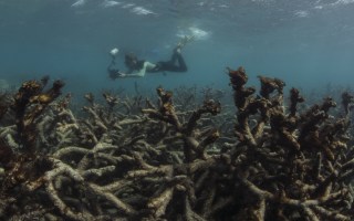 coral bleaching climate council great barrier reef
