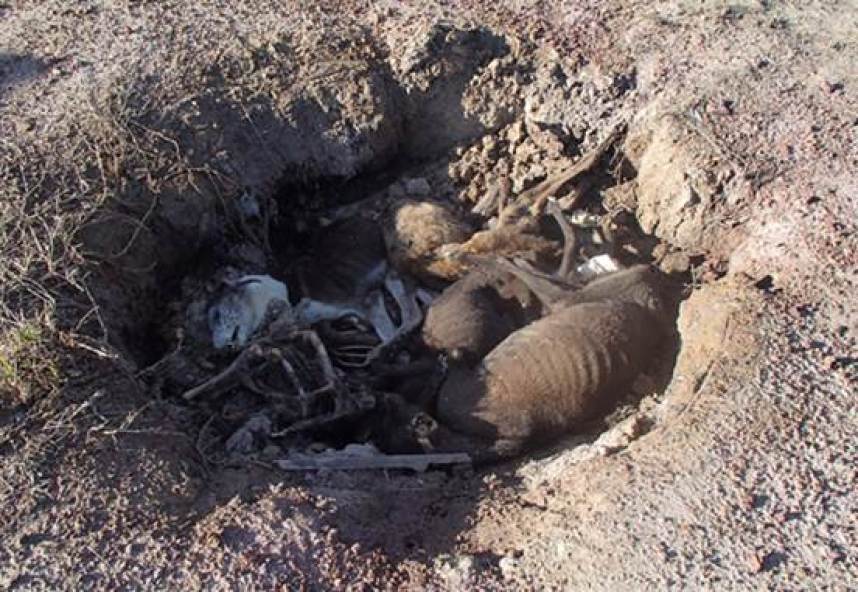 greyhound grave sydney rspca nsw