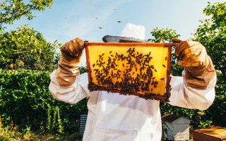 bees