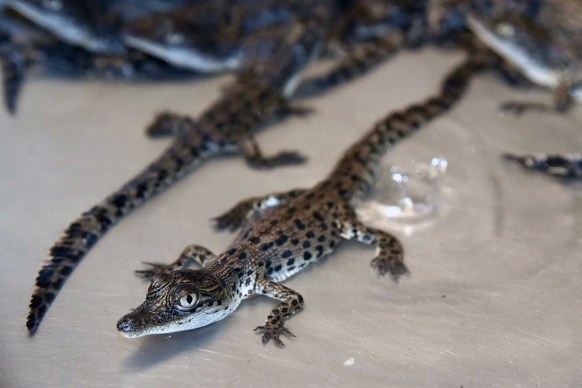 crocodile cartilage arthritis