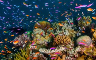 Great Barrier Reef