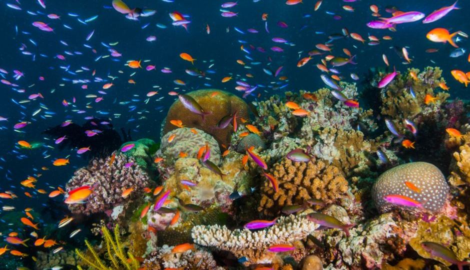 Great Barrier Reef