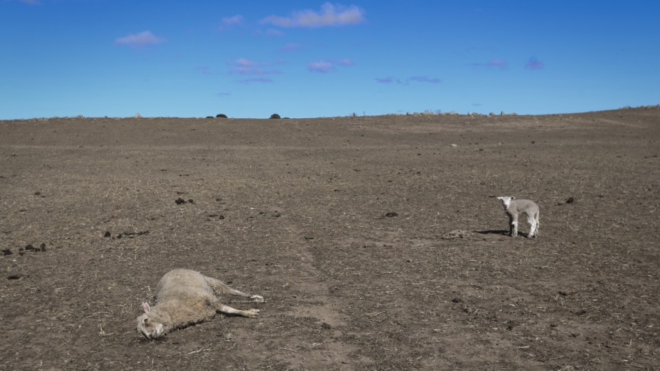 banks drought scheme