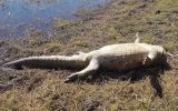 investigation after crocodile decapitated