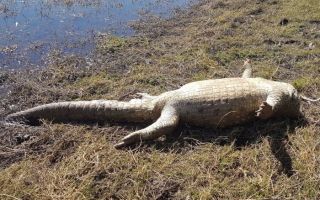 investigation after crocodile decapitated