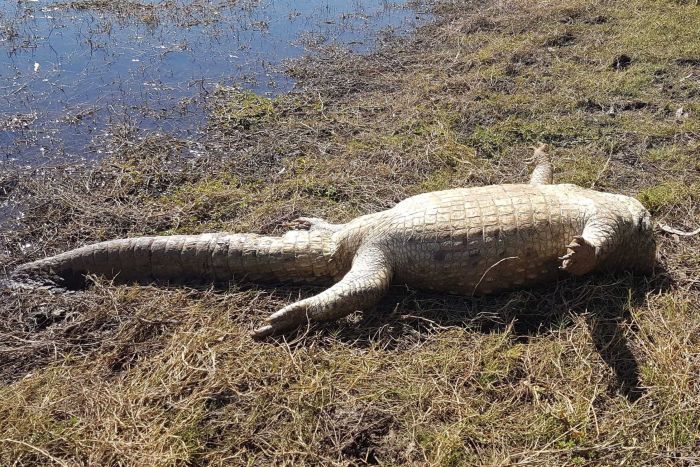 investigation after crocodile decapitated