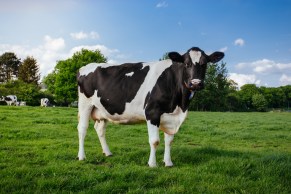 cow