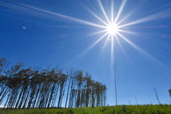 timber plantation latrobe valley victoria