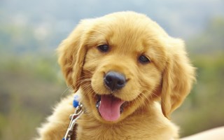 pet-dog-puppy