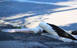 pelican death brisbane