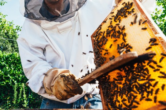 fake honey