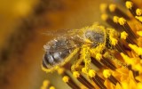 bees varroa mite newcastle