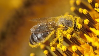 bees varroa mite newcastle