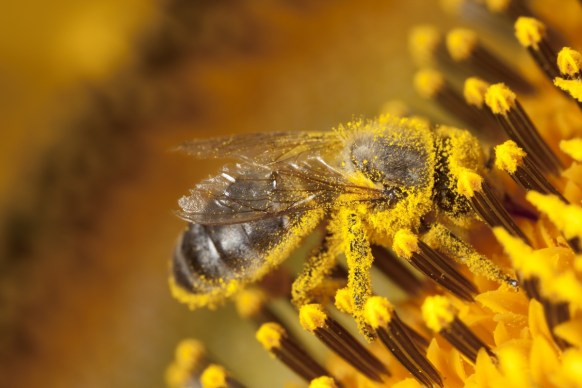 fake honey
