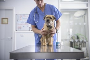 pet-vet-dog