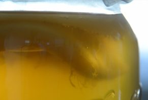kombucha