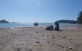 whitsunday island shark attack