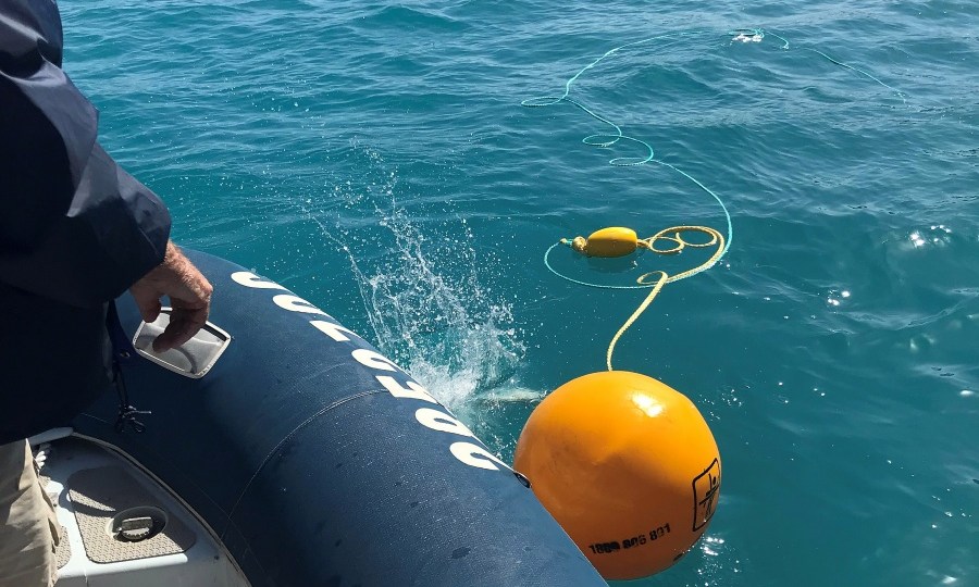 shark attack whitsundays cull qld