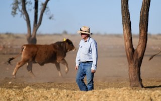 A cattle farmer.