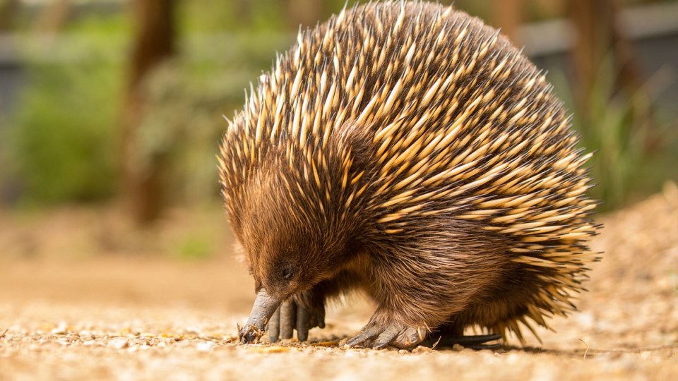 matilda-echidna