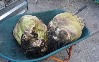 turnips