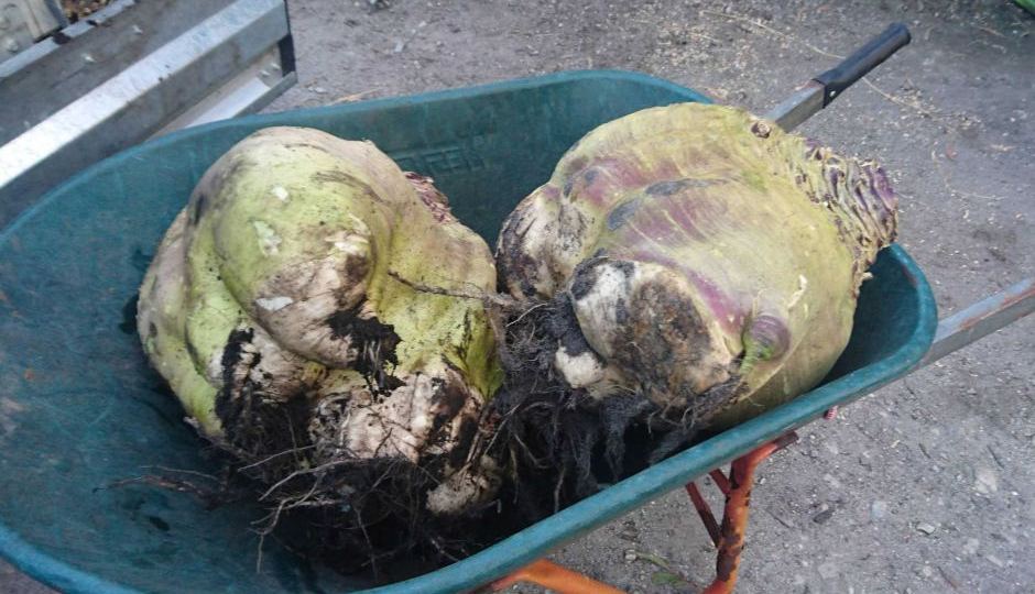 turnips