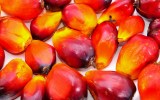 oil-palm-seeds