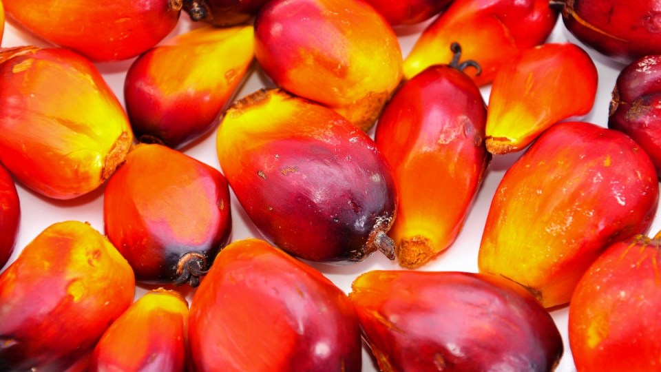 oil-palm-seeds