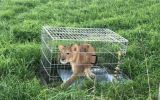 Lion cub