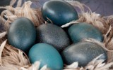 emu-eggs