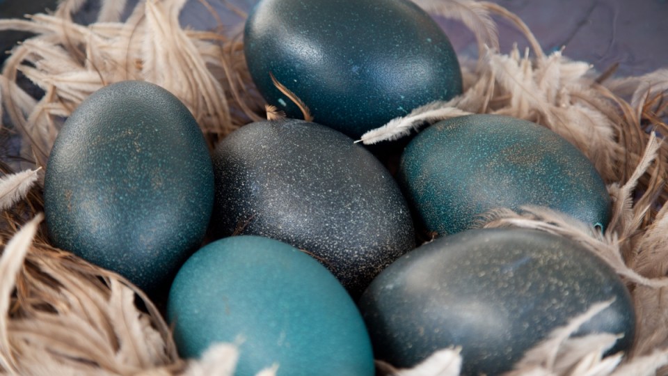 emu-eggs