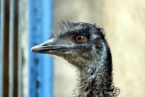 emu
