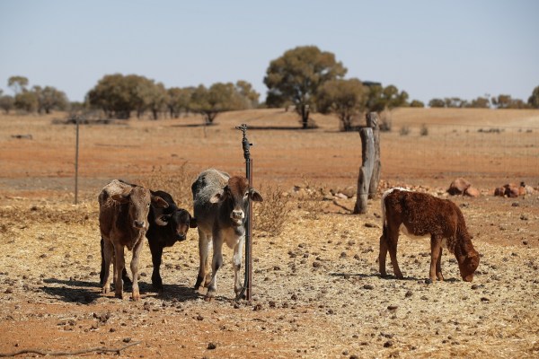 summer promises more dry weather and fires