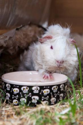 guinea pigs rspca