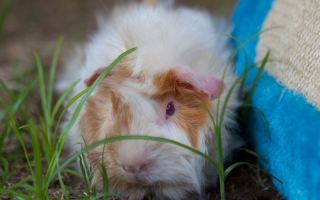 guinea pigs seized rspca queensland