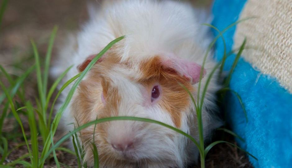 guinea pigs seized rspca queensland