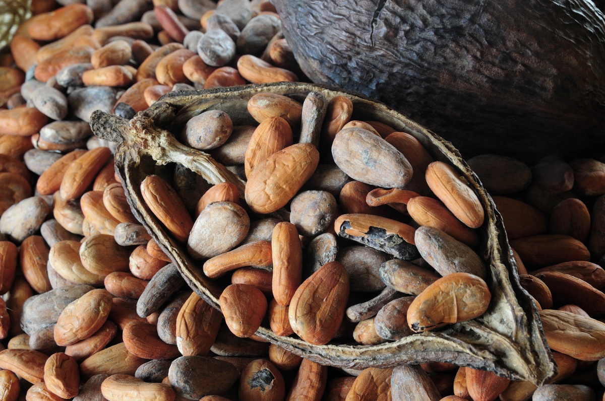 Cacao, which forms the base of chocolate, has been traced back to the Mayo-Chinchipe culture of South America.